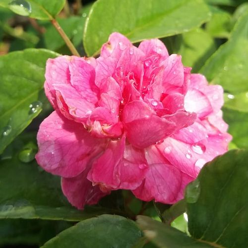 Rosen Online Shop - zwergrosen - rosa - Rosa Bajor Gizi - mittel-stark duftend - Márk Gergely - Ihre Blüte ist mittelkräftig, vom 4 cm Durchmesser, rosa mit lilanem Stich und straußähnlich.Die Blütezeit beginnt in der ersten Junihälfte und dauert bis zum 